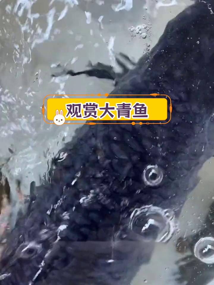大青鱼:水底世界的巨星