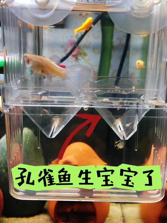 太开心啦,我的孔雀鱼生宝宝了,期待爆缸!