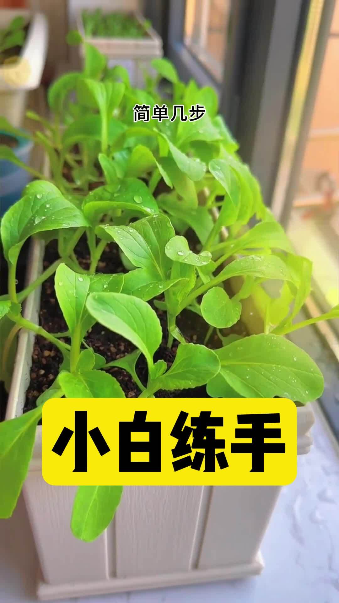 鸡毛菜种植 时间短 方法简单
