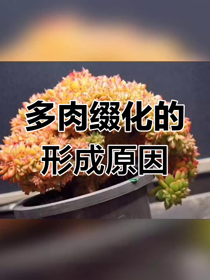 缀化现象揭秘:多肉植物畸形变异的原因与过程