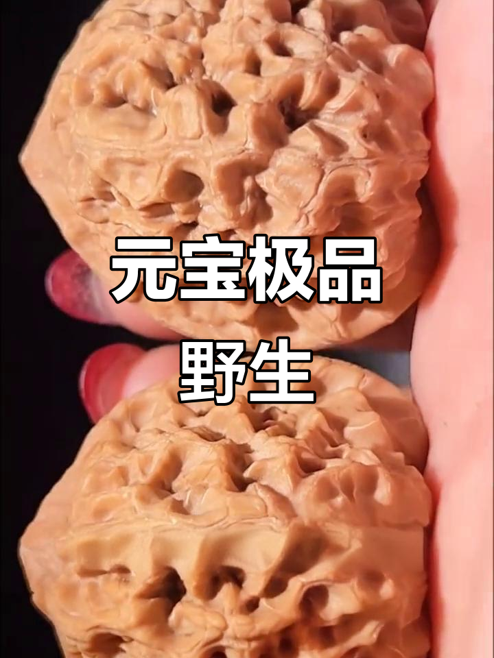 野生元宝,完美无瑕,鱼鳞纹霸气十足!
