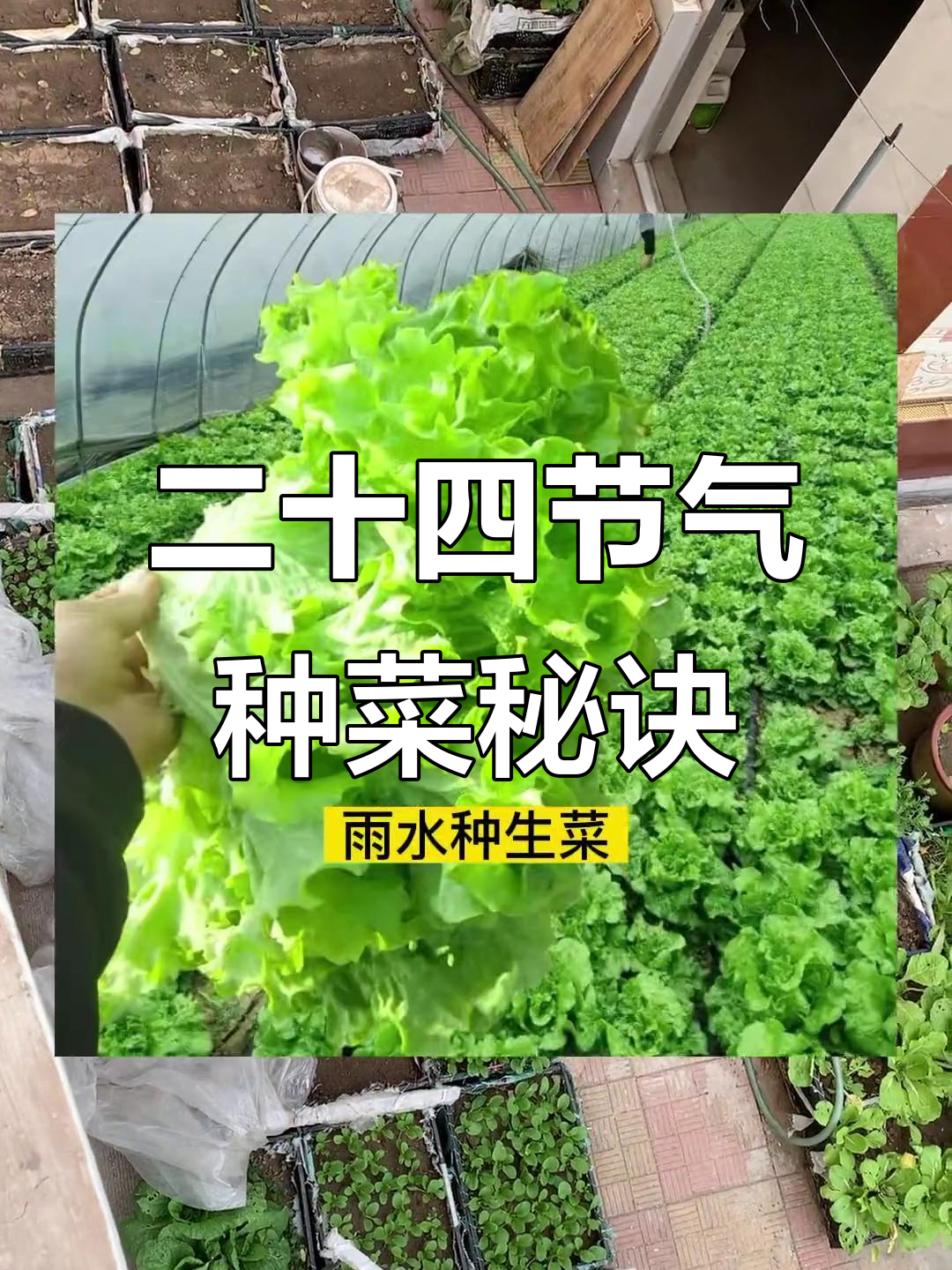 二十四节气种菜口诀,轻松记住每个节气的种植要点
