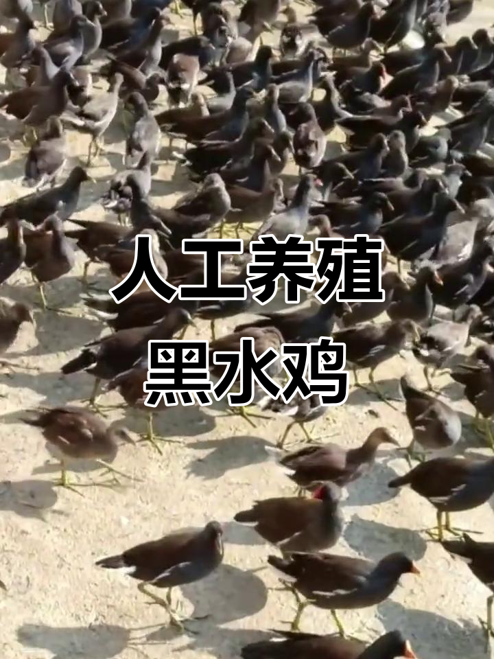 黑水鸡人工饲养揭秘,如何照顾这些小生命