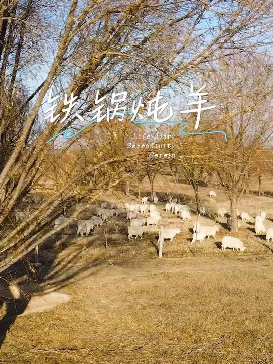 陕北铁锅炖羊肉,往死里香