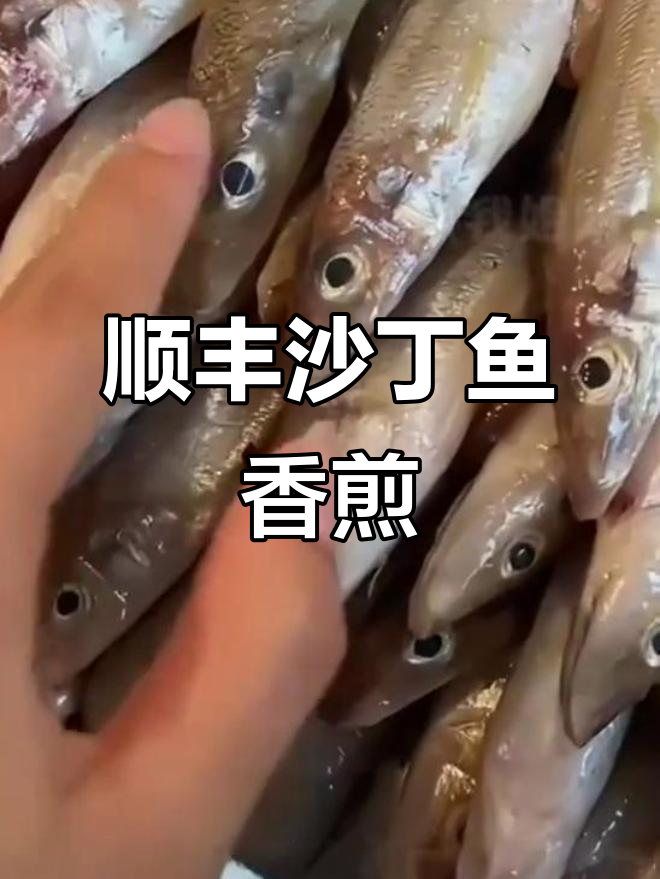 顺丰真空包装沙丁鱼,鲜嫩低脂高蛋白,香煎美味不容错过