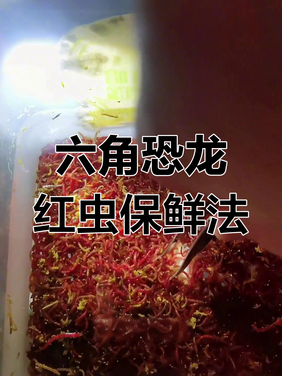 红虫保存技巧,六角恐龙最爱食物轻松储存