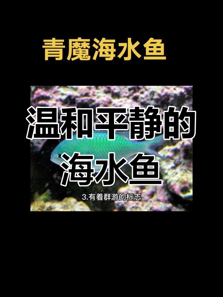 青魔海水鱼:温和的珊瑚兼容伙伴