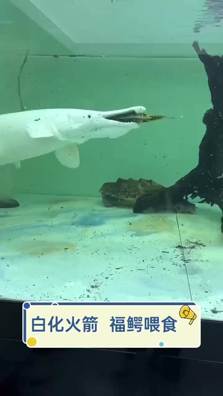 白化火箭,福鳄喂食
