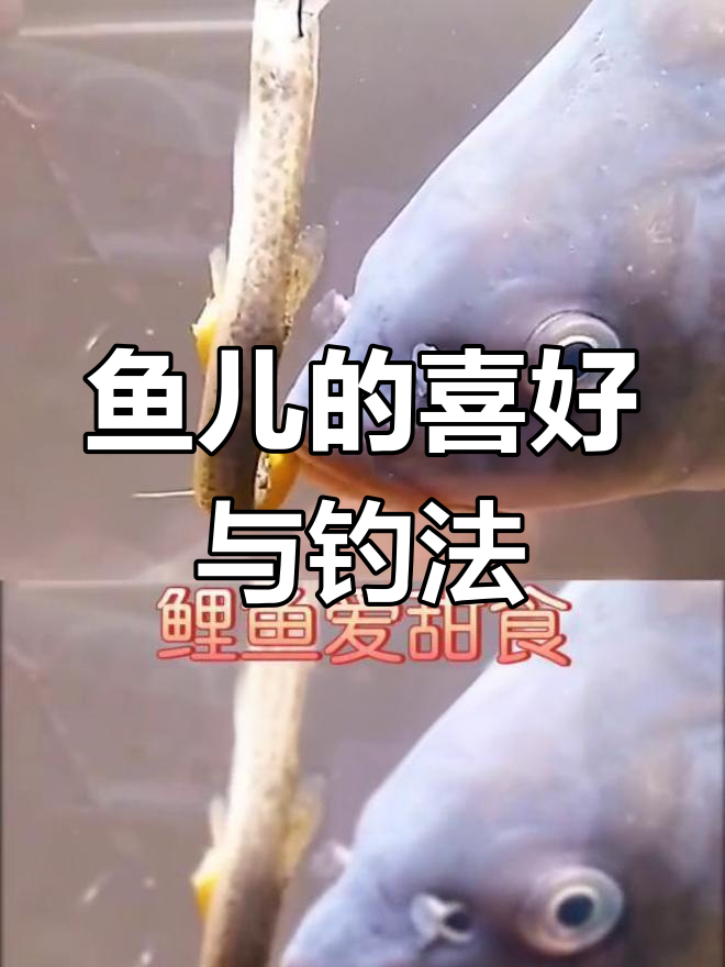 各种鱼儿喜欢的饵料大揭秘,钓鱼更轻松