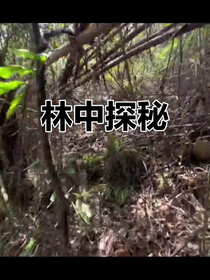 深林中的竹鸡与小猪