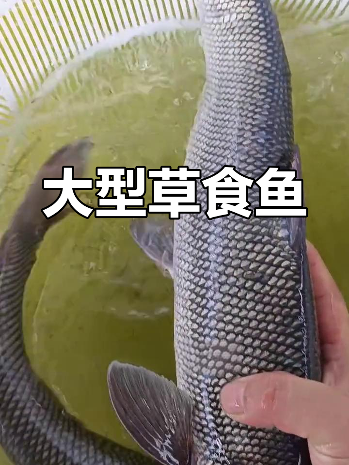 淡水银血鱼:大型草食性鱼类,生长迅速