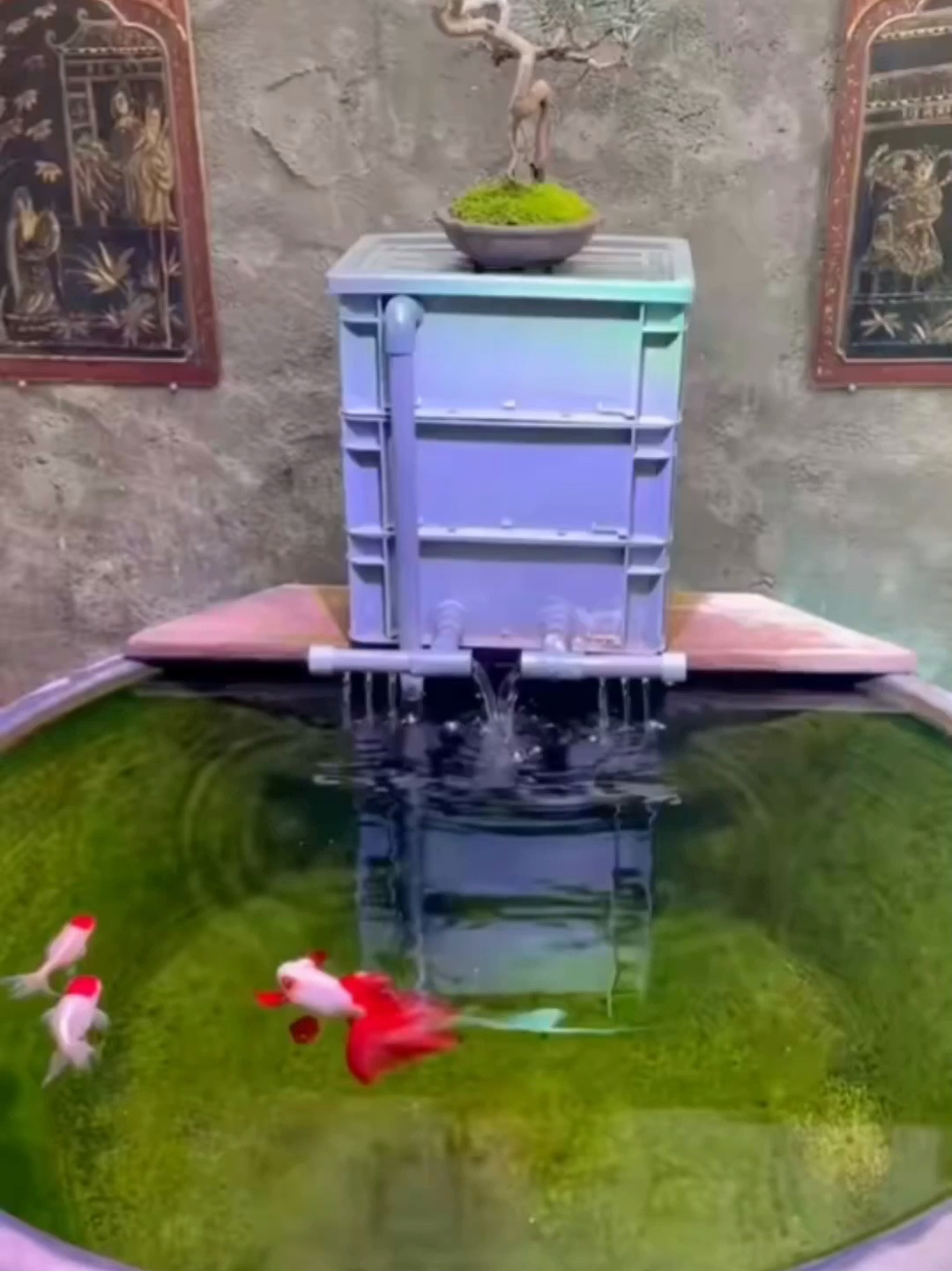 新鱼到家歪身,侧游