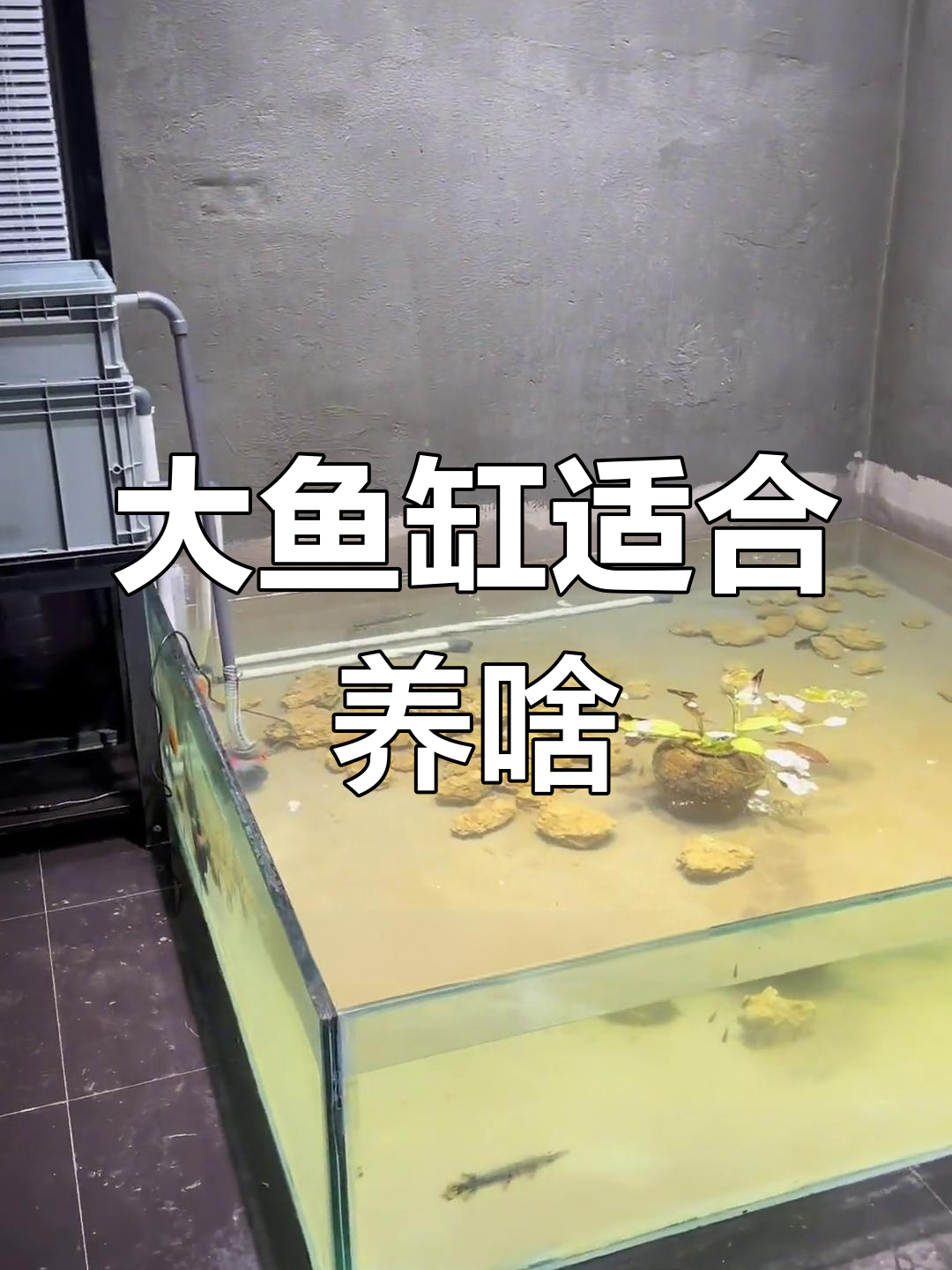 三米四米大鱼缸,养什么最合适?