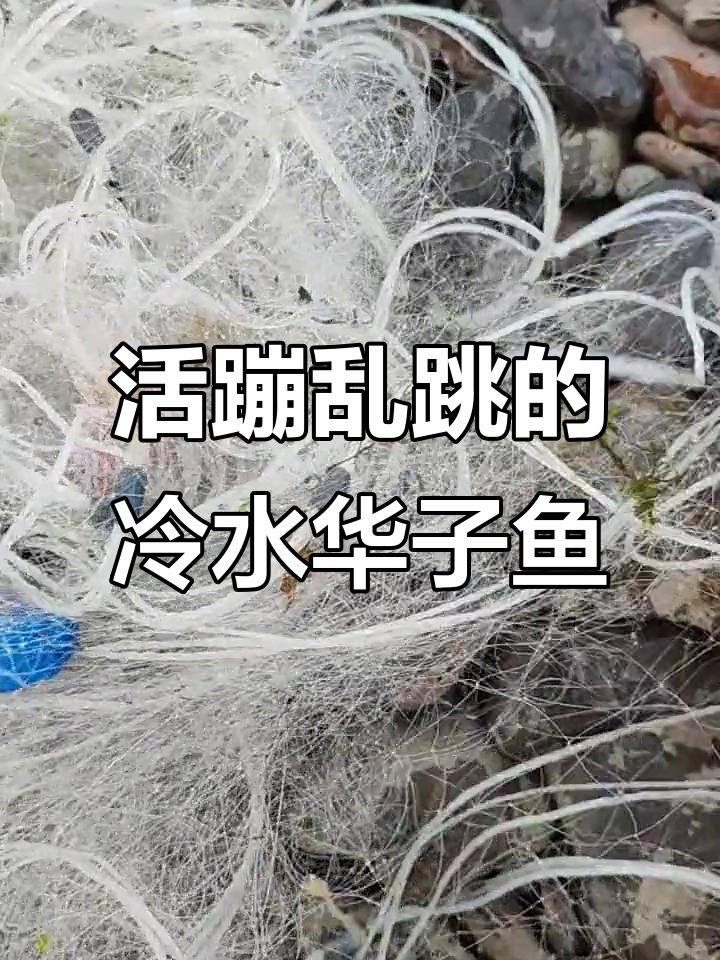 冷水华子鱼：活泼的鱼儿，汤里挣扎不停