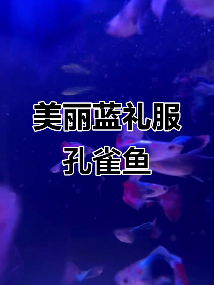 蓝礼服孔雀鱼:优雅蓝色与金属光泽的完美结合