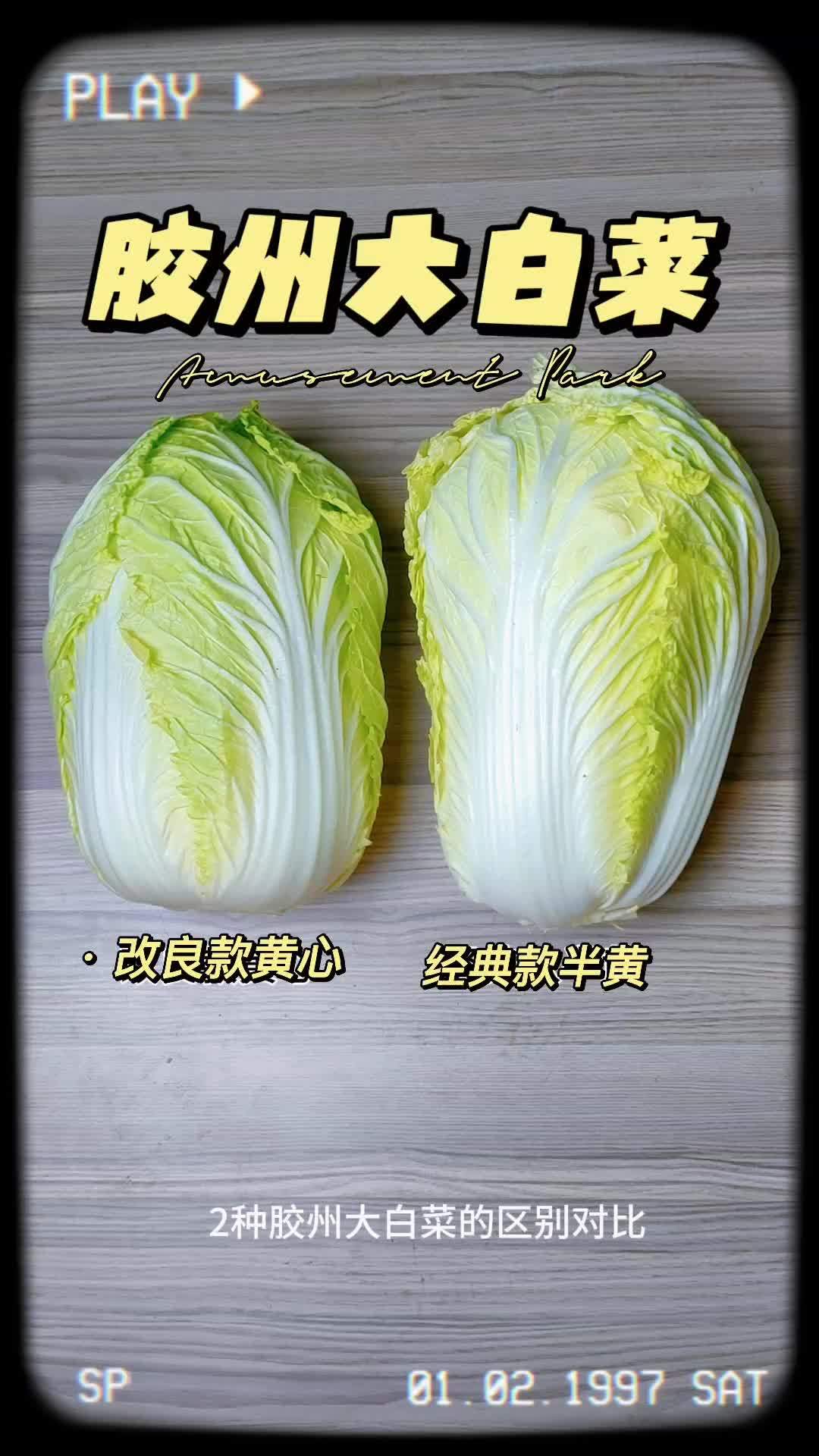 胶州大白菜来了 胶州大白菜有经典跟改良2款,改良款黄心大白菜,帮薄、叶多、颜色鲜艳,可生食