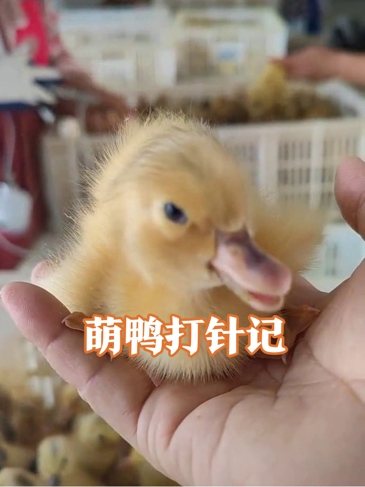 小鸭子打针现场太萌!毛茸茸像毛球,排队像幼儿园