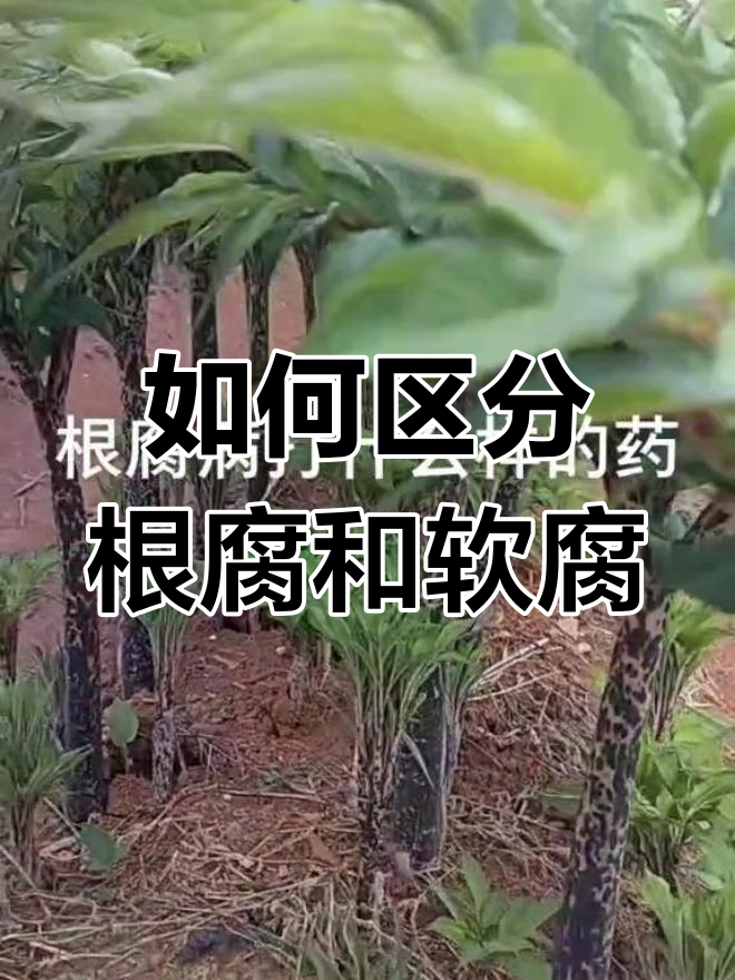 根腐病与软腐病的区别,如何判断并治疗