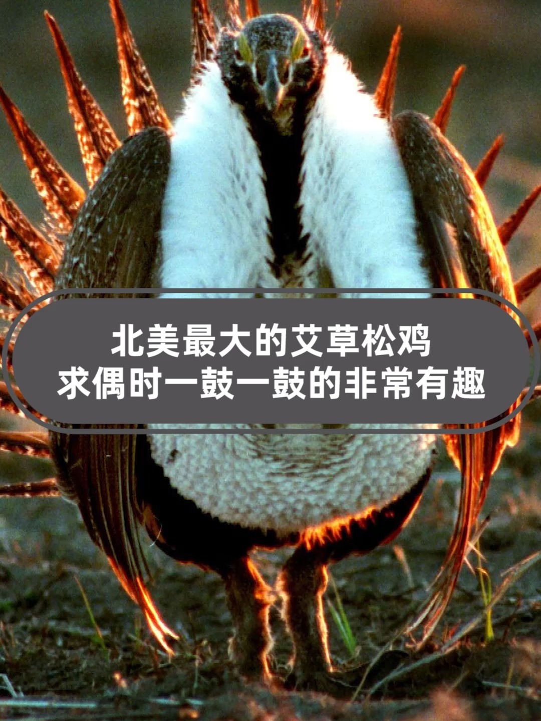北美最大的松鸡,求偶时一鼓一鼓的非常有趣
