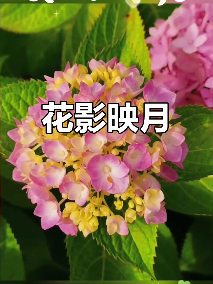 雨滴轻压枝头,花团锦簇如玉;月下卷帘,春心乱舞