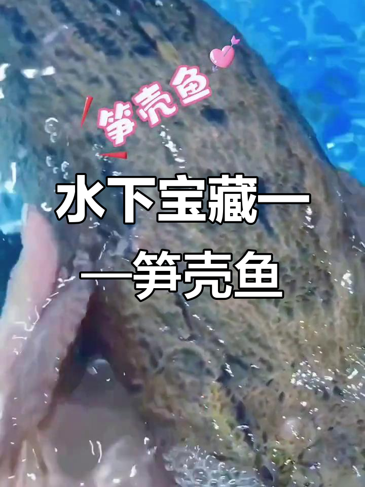竹壳鱼:水下黄金,价格堪比珍品