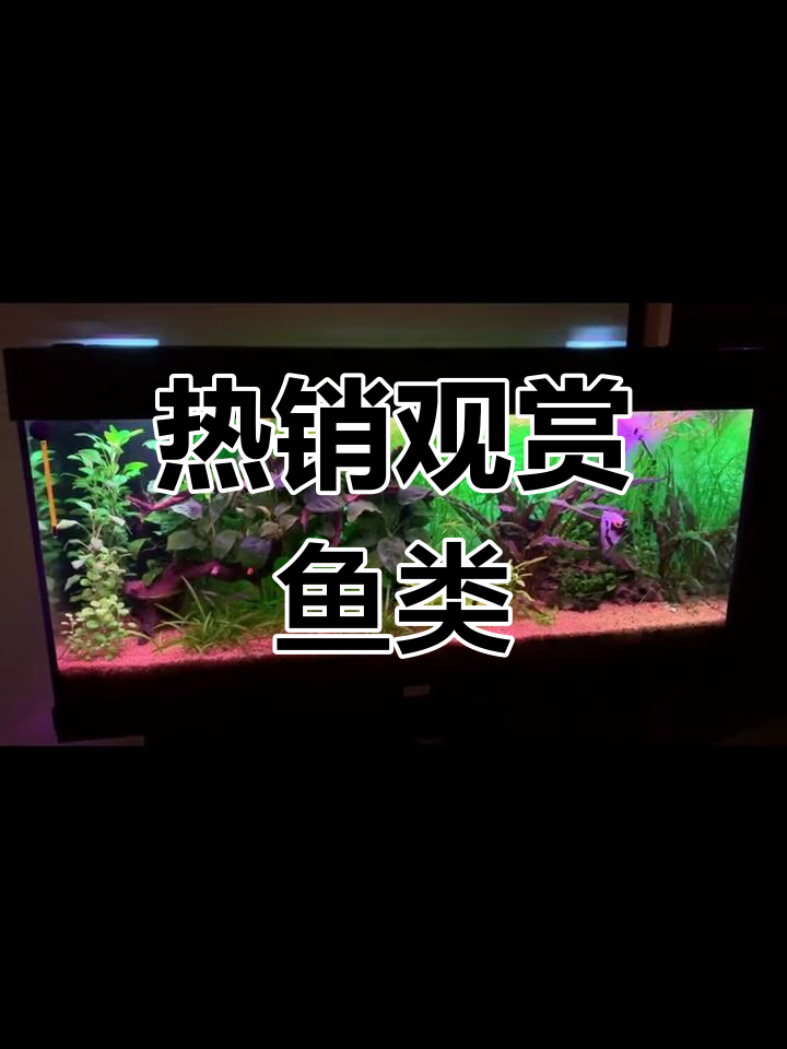荧光斑马与天使鱼:热带水族新宠