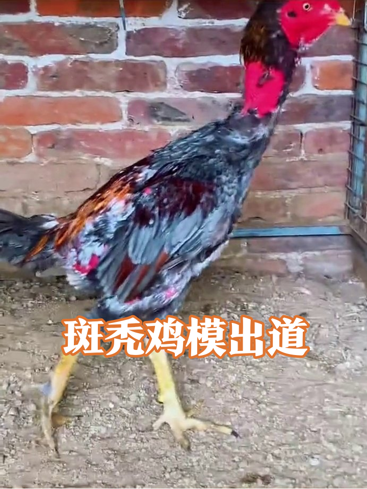 脱毛公鸡硬撑模特范,斑秃造型笑翻网友
