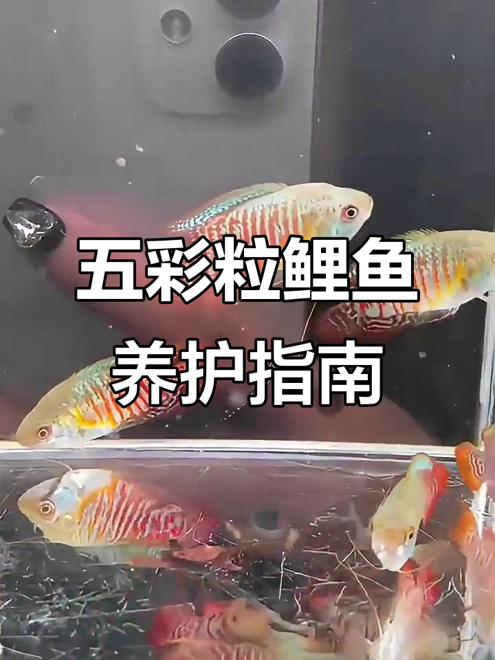 丽丽鱼与黄蓝曼龙鱼的完美搭配,轻松养活不费力