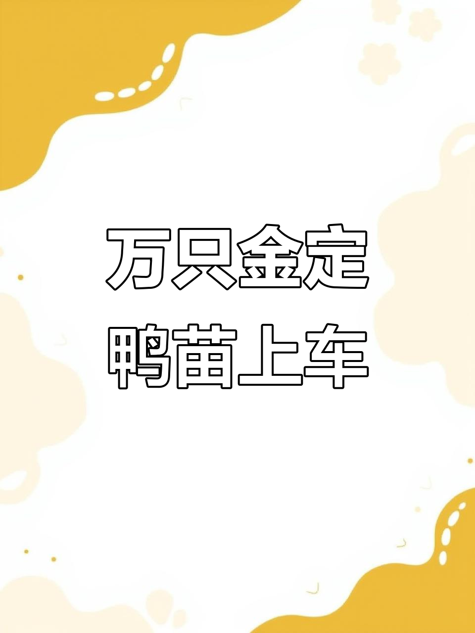 一万只金陵鸭苗装车,新鲜出壳的可爱小生命