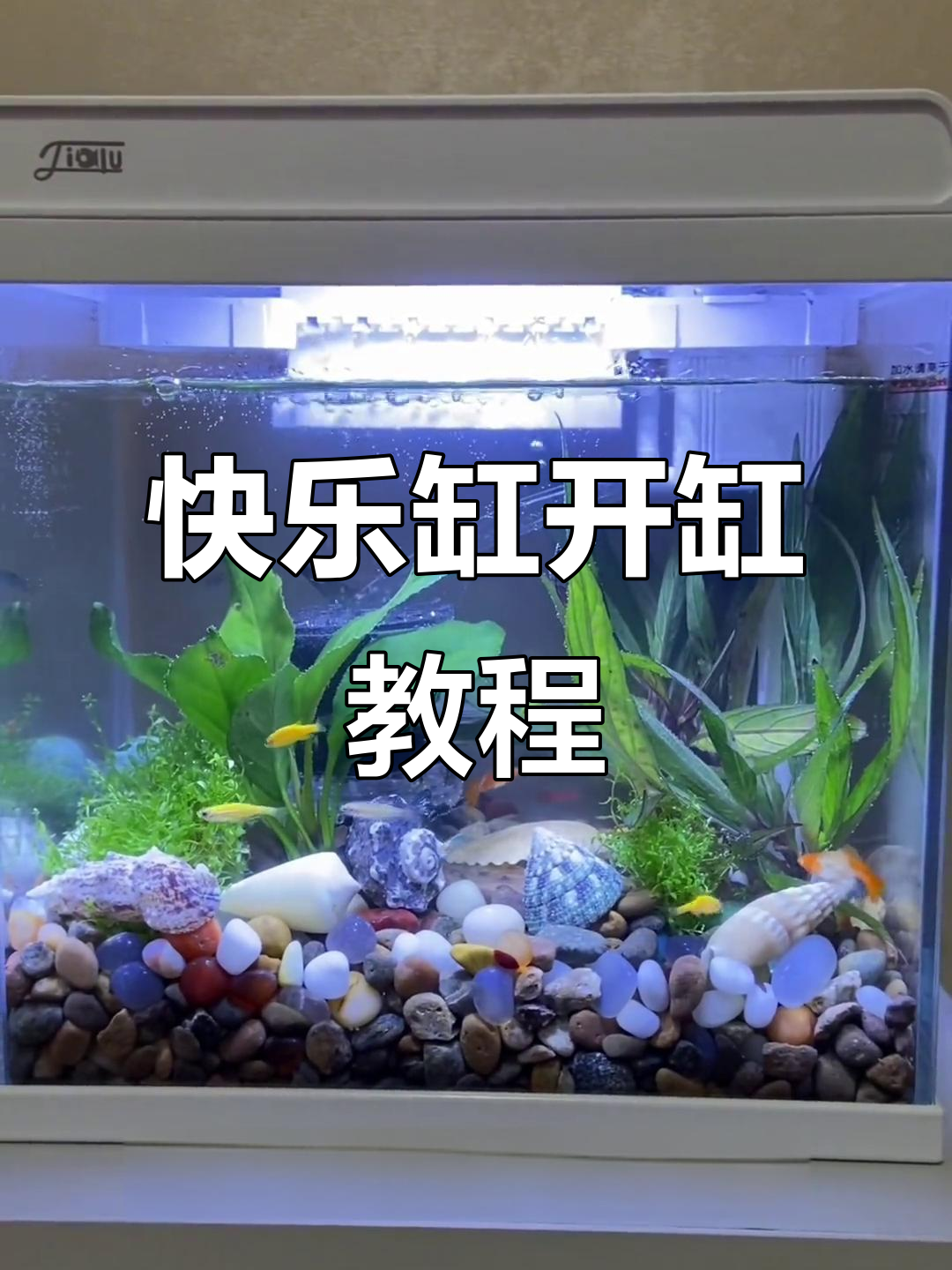 新手开缸全攻略:三合一水泵改造与鱼缸造景技巧