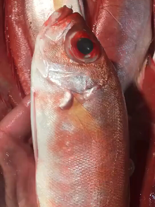 大眼睛红目鲢