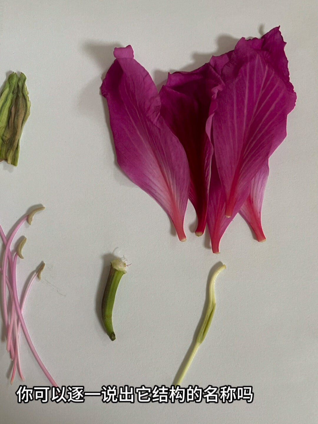 初中生物教学视频——花的结构