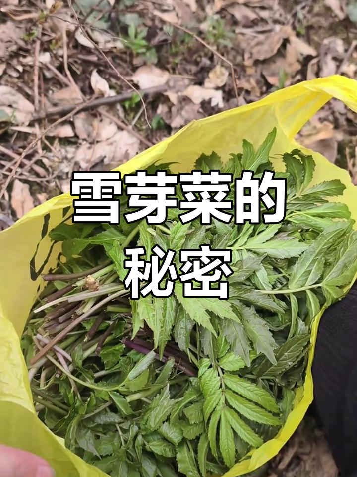 天台山雪芽菜,轻盈飘逸,随处可见
