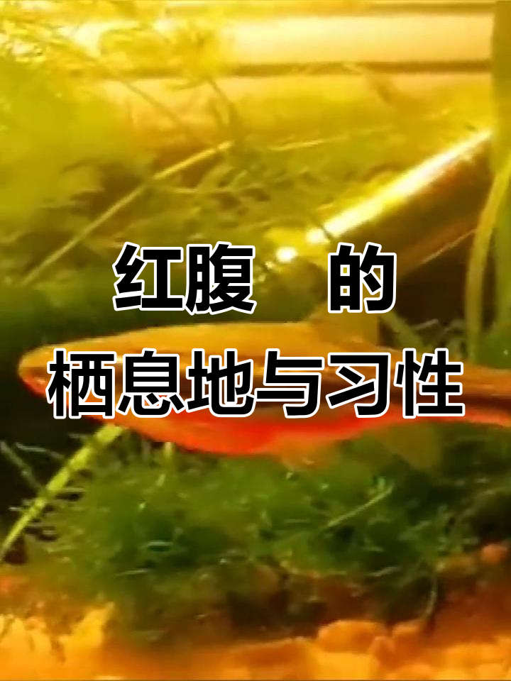 红腹鱥:北方常见的小型观赏鱼,群居急流中