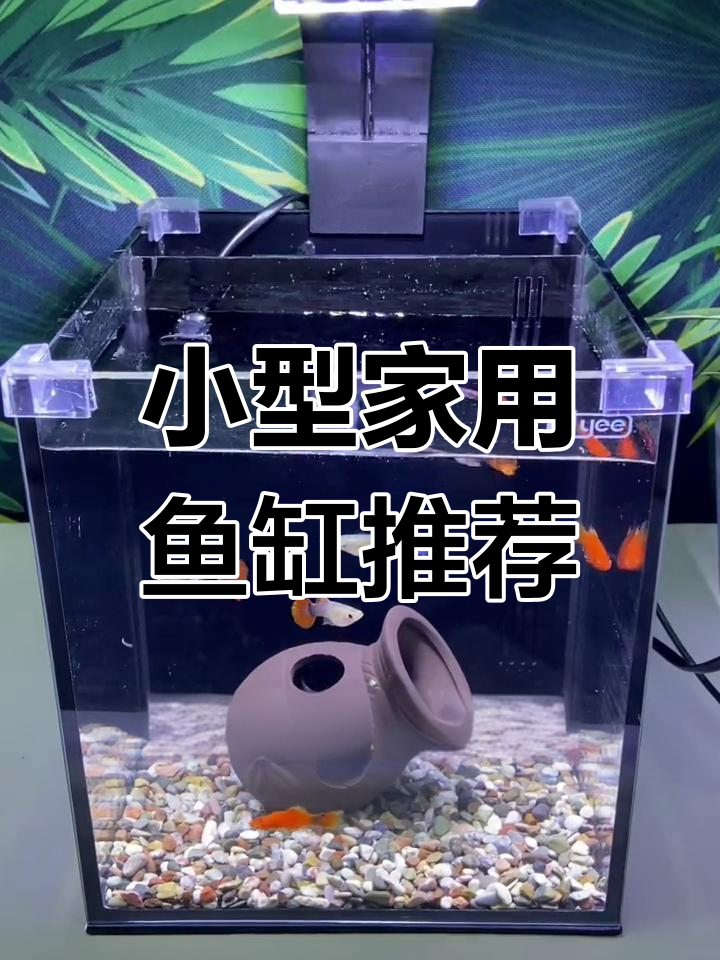 家庭桌面鱼缸开箱评测,轻松养鱼更美观