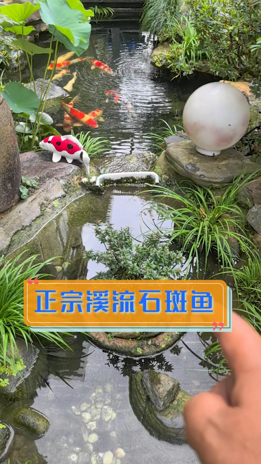 正宗溪流石斑鱼