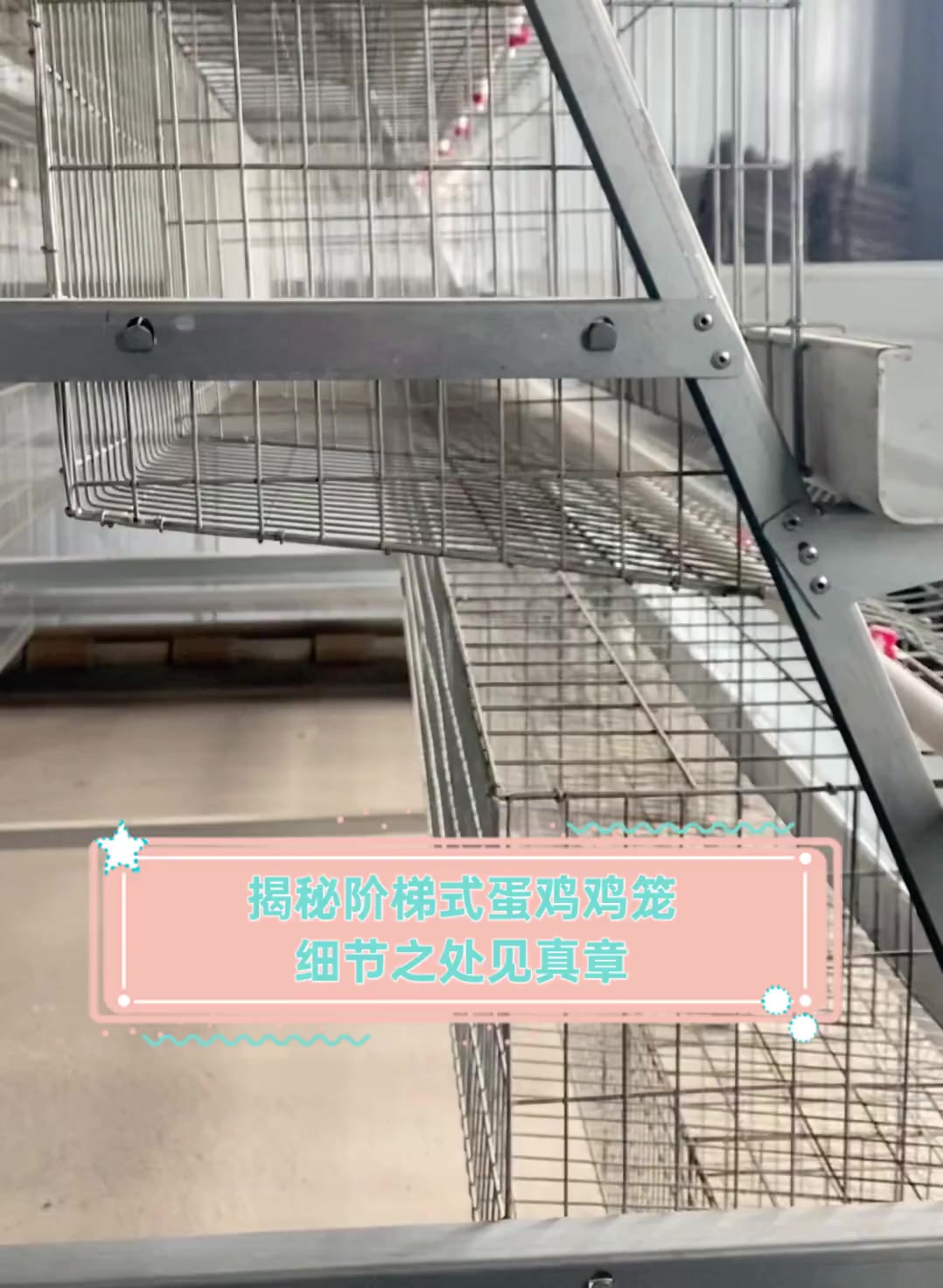 揭秘阶梯式蛋鸡鸡笼,细节之处见真章
