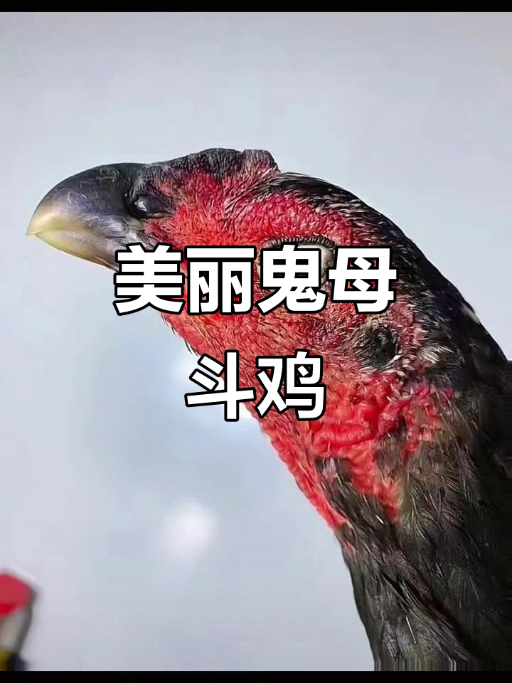 这是什么品种的斗鸡?太美了,简直惊艳!