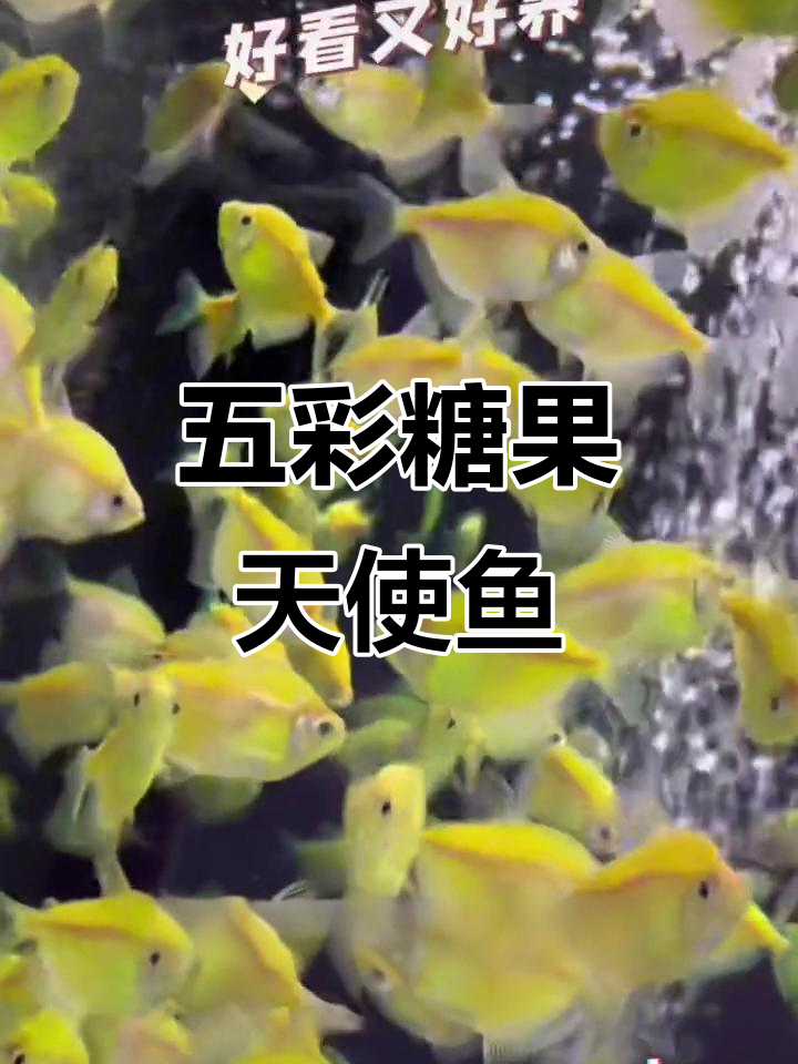 五彩糖果天使鱼,美丽又好养,水温适宜就能活得自在