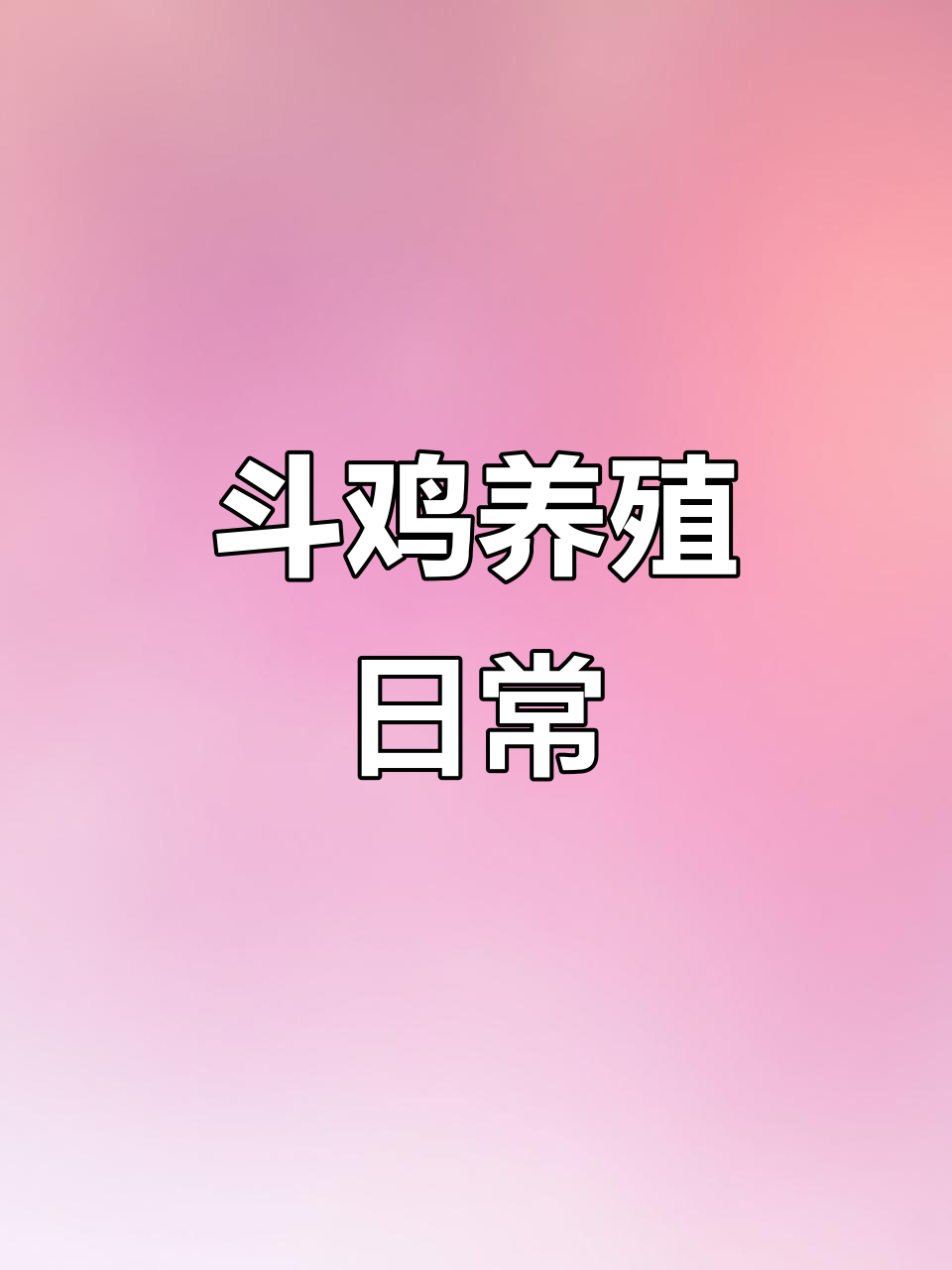 斗鸡养殖的挑战与乐趣,每天记录成长点滴