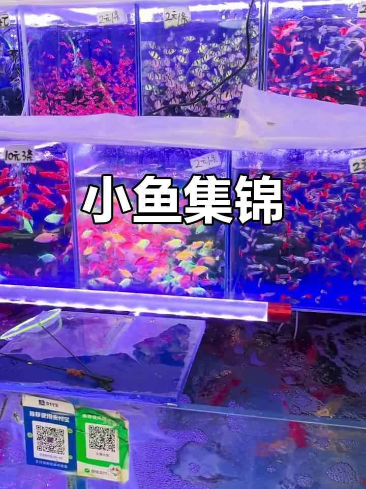 岚皋路花鸟市场小鱼大赏,蓝绿红荧光全都有