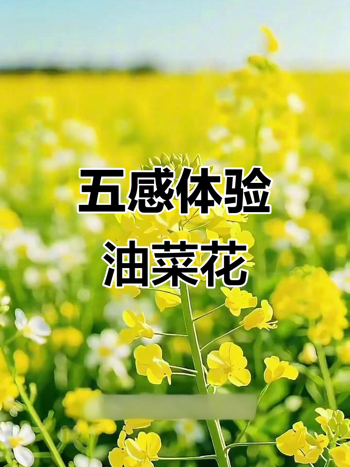 油菜花田的视觉与触感:从金黄到细腻,感受春天的气息
