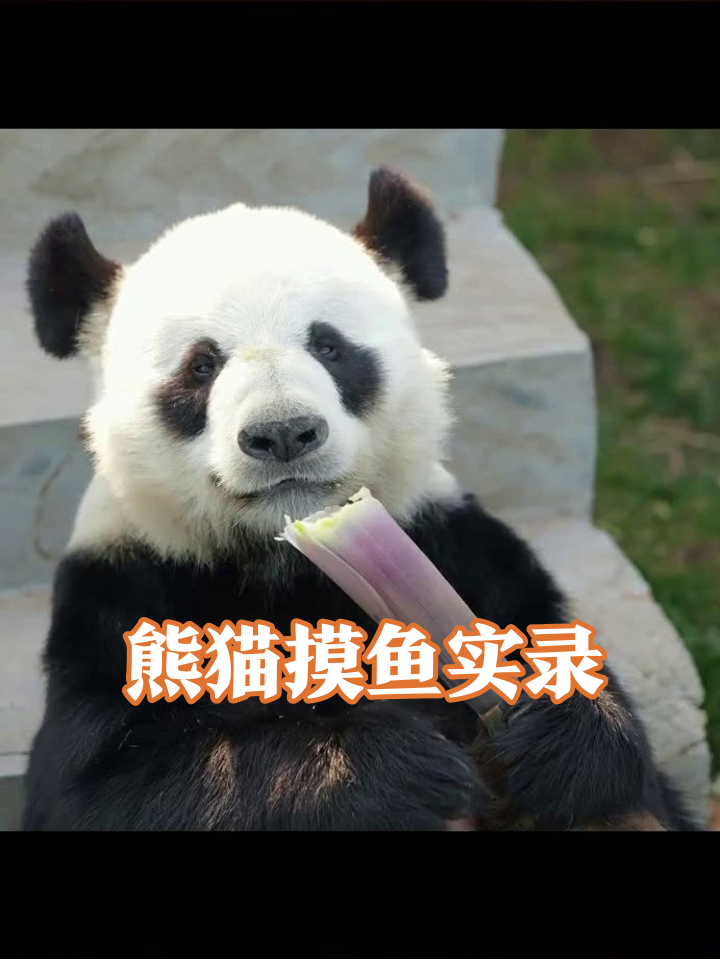 熊猫的精致下午茶:从水果拼盘到躺平,主打一个会享受