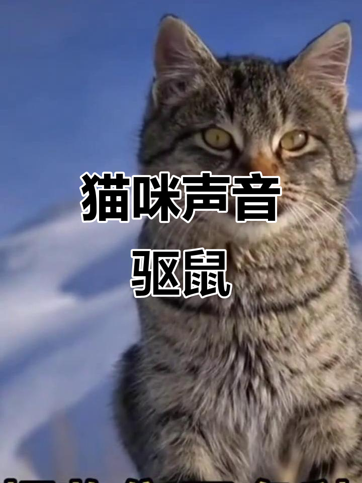 猫叫声吓跑老鼠,效果惊人