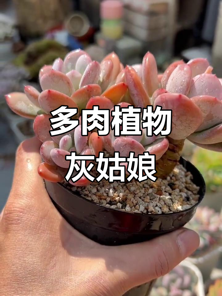 灰姑娘多肉:从中小型到老桩,叶片变化惊艳