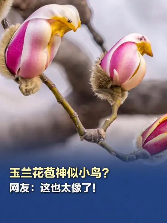 「玉兰花苞神似小鸟?网友:这也太像了!」近日,北京石景山国际雕塑公园玉兰含苞待放,像小鸟跃
