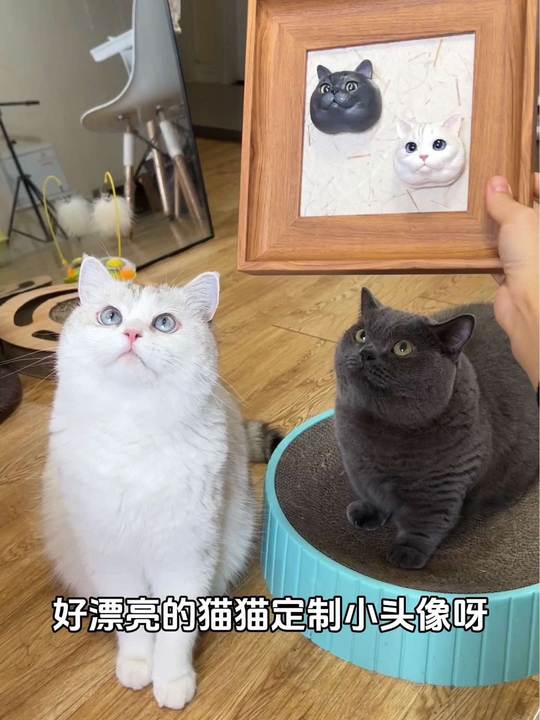 猫猫定制头像，可爱至极