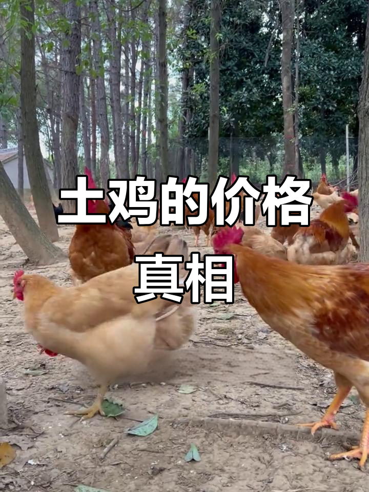 土鸡为何价格差异大?揭秘真正的成本与风险