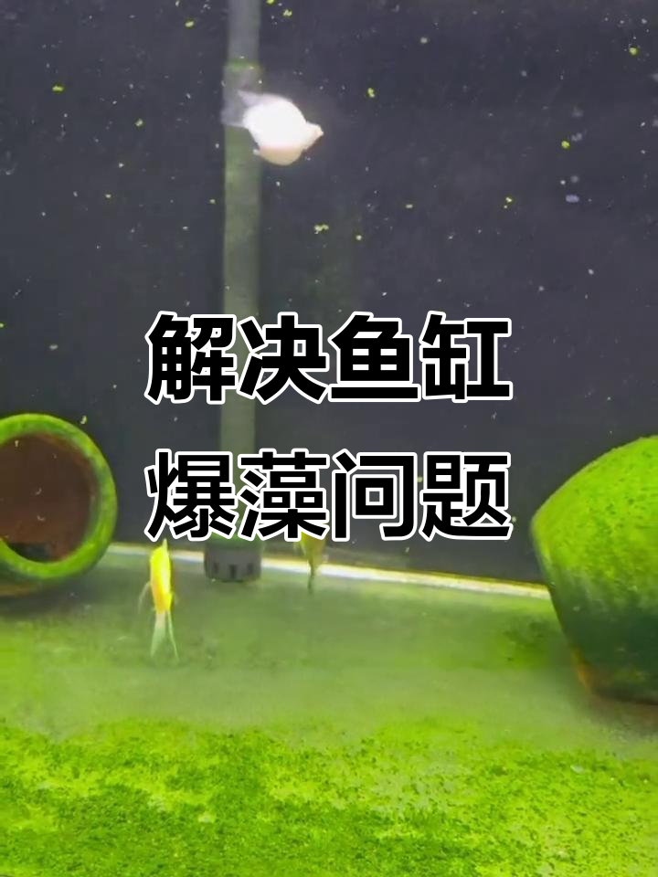 鱼缸爆藻怎么办?三招轻松解决