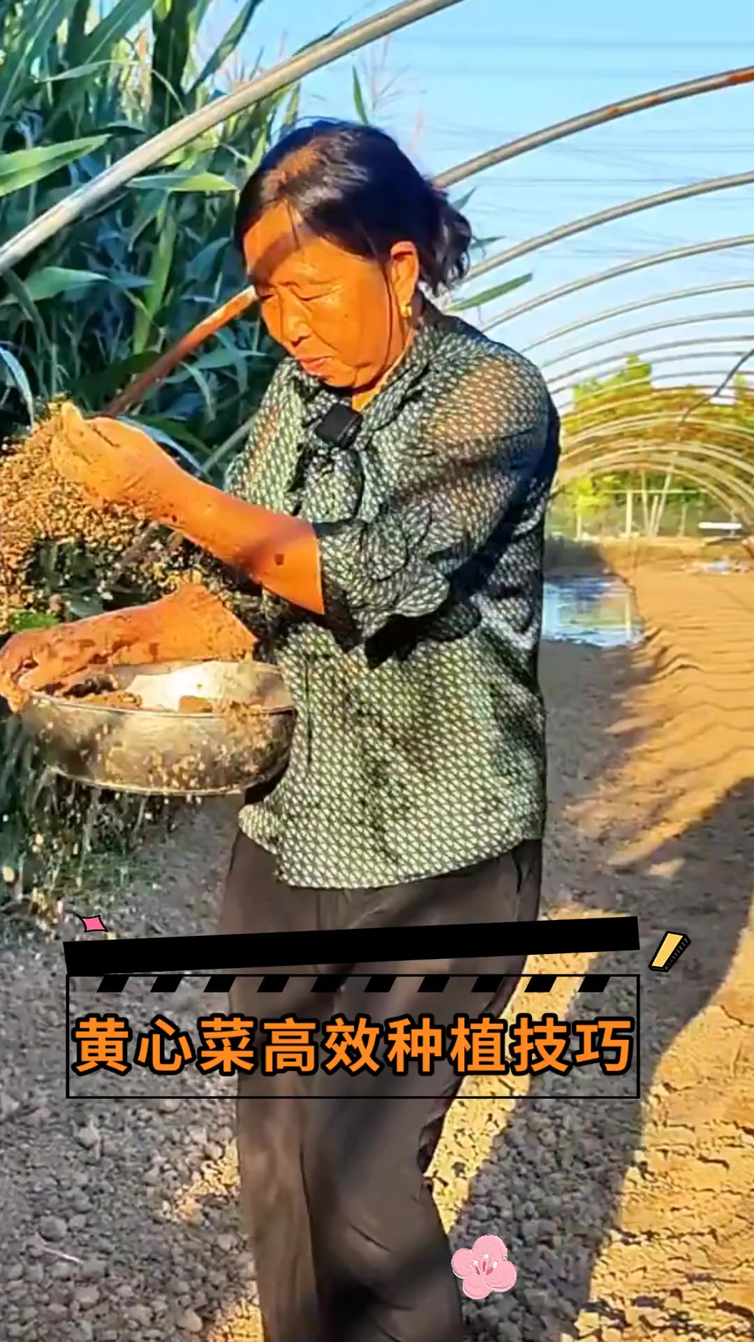 黄心菜高效种植技巧